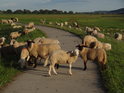 Lužní ovce se tak nějak tupě dívají, pak cyklistu pustí dál.