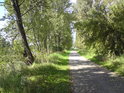 Cyklistická stezka mezi řekou Labe a slepým ramenem nad Litoměřicemi.
